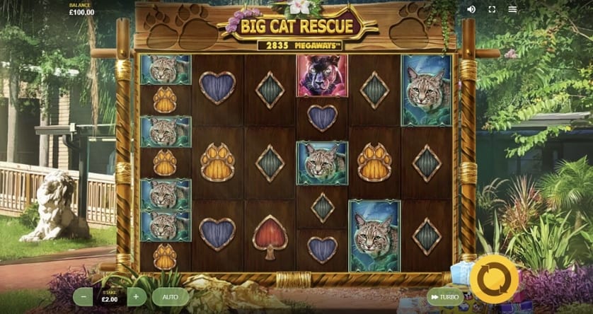 Igrajte brezplačno Big Cat Rescue Megaways